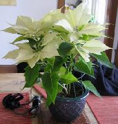      ,  ,   - Euphorbia pulcherrima 