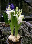     ,  ,   - Hyacinthus orientalis