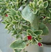    ,  ,   - Aptenia cordifolia 