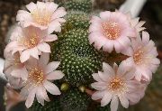 foto Crown Cactus Plantas de interior