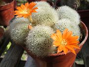 foto oranje Kamerplanten Kroon Cactus