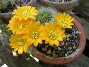 geltonas Crown Kaktusas Vidinis augalai nuotrauka