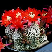 rojo Cactus Corona Plantas de interior foto