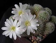 hvid Krone Kaktus Indendørs planter foto