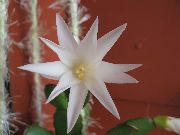 hvid Påske Kaktus Indendørs planter foto