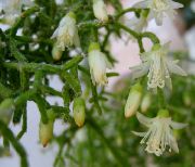 fotoğraf beyaz Kapalı bitkiler Rhipsalis