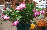 ვარდისფერი საშობაო Cactus შიდა მცენარეები ფოტო