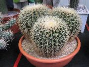  Echinocactus 