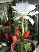 снимка бял Стайни растения Трън Глобус, Фенерче Кактус