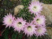 fénykép rózsaszín Szobanövények Bogáncs Földgolyó, Fáklya Kaktusz