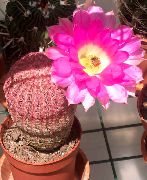 rosa Hedgehog Cactus, Spitzen Kaktus, Regenbogen Kaktus Zimmerpflanzen foto