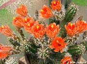 oranje Egel Cactus, Kant Cactus, Regenboog Cactus Kamerplanten foto
