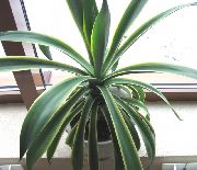 foto weiß  Pflanzen Amerikanische Jahrhundert, Pita, Gespickt Aloe
