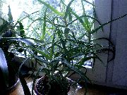fotoğraf kırmızı Kapalı bitkiler Aloe