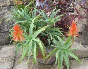 saftiga Aloe, Krukväxter foto