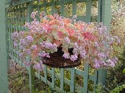 снимка розов Стайни растения Тлъстига