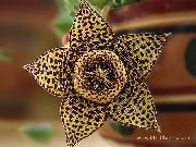 foto braon  Mrcina Biljka, Zvjezdača Cvijet, Morske Zvijezde Kaktus