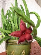 rojo Planta De Carroña, Flor Estrellas De Mar, Estrellas De Mar De Cactus  foto