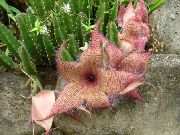 foto rosa  Planta De Carroña, Flor Estrellas De Mar, Estrellas De Mar De Cactus