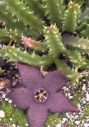 nuotrauka violetinė  Dvėsena Augalas, Starfish Gėlė, Jūrų Kaktusas