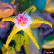 ფოტო ყვითელი  ლეში ქარხანა, Starfish ყვავილების, Starfish Cactus