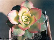 foto weiß  Samt Rose, Untertasse Pflanze, Aeonium