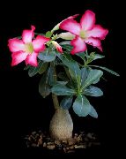 粉红色 沙漠玫瑰 室内植物 照片