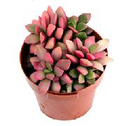 photo pink Indoor plants Anacampseros