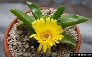 foto žuti Sobne biljke Glottiphyllum