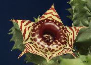 снимка кафяв Стайни растения Huernia