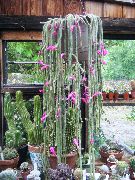 fénykép rózsaszín Szobanövények Patkányfarok Kaktusz