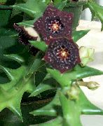 vijolična Mrhovi- Cvetje  fotografija