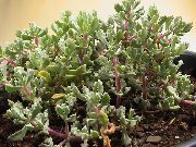 foto lilla Indendørs planter Oscularia