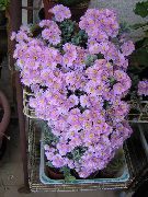 照片 紫丁香 室内植物 Oscularia
