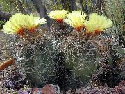 foto Astrophytum Sobne biljke