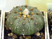 фото сары Үй Өсімдіктер Astrophytum