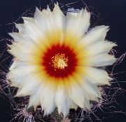 бял Astrophytum Стайни растения снимка