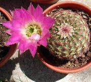 粉红色 鸾凤 室内植物 照片