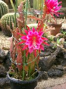 rosa Cactus Correa, Orquídea Cactus Plantas de interior foto