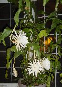 фото білий Домашні рослини Епіфіллум