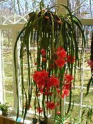 ფოტო წითელი შიდა მცენარეები Strap Cactus, ორქიდეა Cactus
