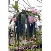 foto rosa Zimmerpflanzen Sonne Kaktus