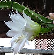 vit Sol Kaktus Krukväxter foto