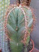 woestijn cactus Lemaireocereus, Kamerplanten foto