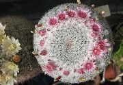 foto rosa Piante da appartamento Vecchia Signora Cactus, Mammillaria