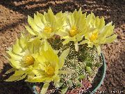 geel Oude Dame Cactus, Mammillaria Kamerplanten foto