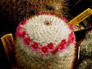 rot Alte Dame Kaktus, Mammillaria Zimmerpflanzen foto