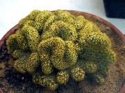 снимка жълт Стайни растения Стара Дама Кактус, Mammillaria