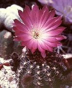 roz Cactus Știuleți Plante de interior fotografie