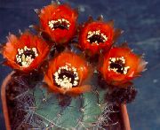 წითელი Cob Cactus შიდა მცენარეები ფოტო